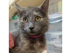 Adopt Mona a Domestic Short Hair