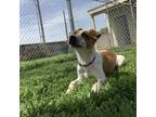 Adopt Ariana a Australian Cattle Dog / Blue Heeler