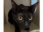 Adopt Winnie a Domestic Short Hair