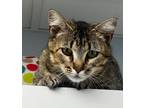 Adopt Reese's a Domestic Short Hair