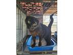 Adopt Charlotte a Domestic Short Hair