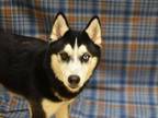 Adopt Ria a Siberian Husky