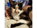 Adopt Cali a Domestic Short Hair