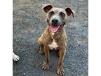 Adopt Melody a Terrier, Mixed Breed