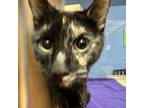 Adopt Peek-a-boo a Domestic Short Hair