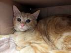 Adopt Cholula a Domestic Short Hair