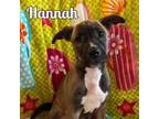 Adopt Hannah a Mixed Breed