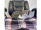 Adopt Priscilla a Domestic Short Hair