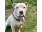 Adopt Savannah a Pit Bull Terrier