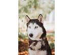 Adopt 72343A Nickie a Siberian Husky, Mixed Breed