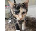 Adopt Pumpkin a Domestic Short Hair