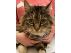 Adopt PIXIE a Domestic Long Hair