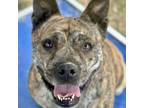 Adopt Safari a Mixed Breed