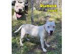 Adopt Diamond a American Staffordshire Terrier, Pit Bull Terrier