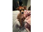 Adopt Gabby a Terrier, Mixed Breed