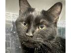 Adopt Lilith a Domestic Medium Hair, Domestic Short Hair