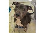 Adopt Piper a Pit Bull Terrier