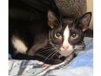 Adopt Wuzzy a Domestic Short Hair