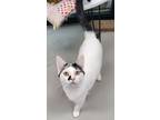 Adopt Oakley a Domestic Short Hair