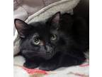 Adopt Wuzzah a Domestic Short Hair