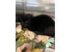 Adopt Limerick a Domestic Short Hair