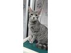 Adopt RIVER a Domestic Short Hair