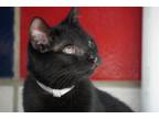 Adopt Rice a Domestic Short Hair