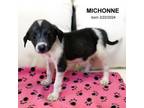 Adopt Michonne-9370 a Border Collie, Mixed Breed