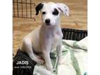 Adopt Jadis-9208 a Border Collie, Mixed Breed