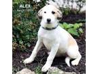 Adopt Alex-5026 a Border Collie, Mixed Breed