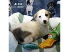 Adopt Alex-5026 a Border Collie, Mixed Breed