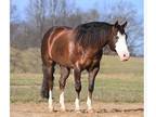 chestnut gelding