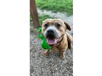 Adopt Beauty a Pit Bull Terrier, Mixed Breed