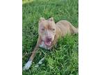 Adopt Beauty a Pit Bull Terrier, Mixed Breed