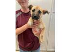 Adopt Khloe a Mixed Breed