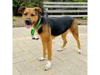 Adopt Helen a Mixed Breed