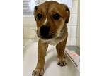 Adopt Chicken nugget a Rottweiler, Mixed Breed