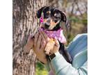 Adopt Cayenne a Dachshund