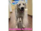 Adopt Dog Kennel #21 a Labrador Retriever, Mixed Breed
