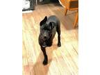 Adopt Kahlo a Labrador Retriever, Border Collie