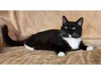 Adopt Bolt a Domestic Short Hair