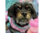 Adopt Tilly a Yorkshire Terrier, Terrier
