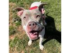 Adopt Cali a American Staffordshire Terrier