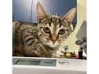 Adopt Pumpkin a Domestic Short Hair