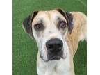 Adopt Gretchen a Great Dane