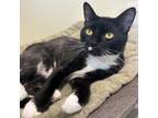 Adopt Ruffles a Domestic Short Hair