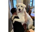 Adopt Meadow B a Great Pyrenees