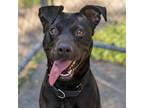 Adopt Charm a Black Labrador Retriever