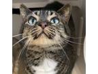 Adopt Amy a Domestic Short Hair