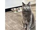 Adopt Lady Jane a Domestic Short Hair